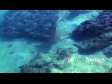 Shark 4 398
